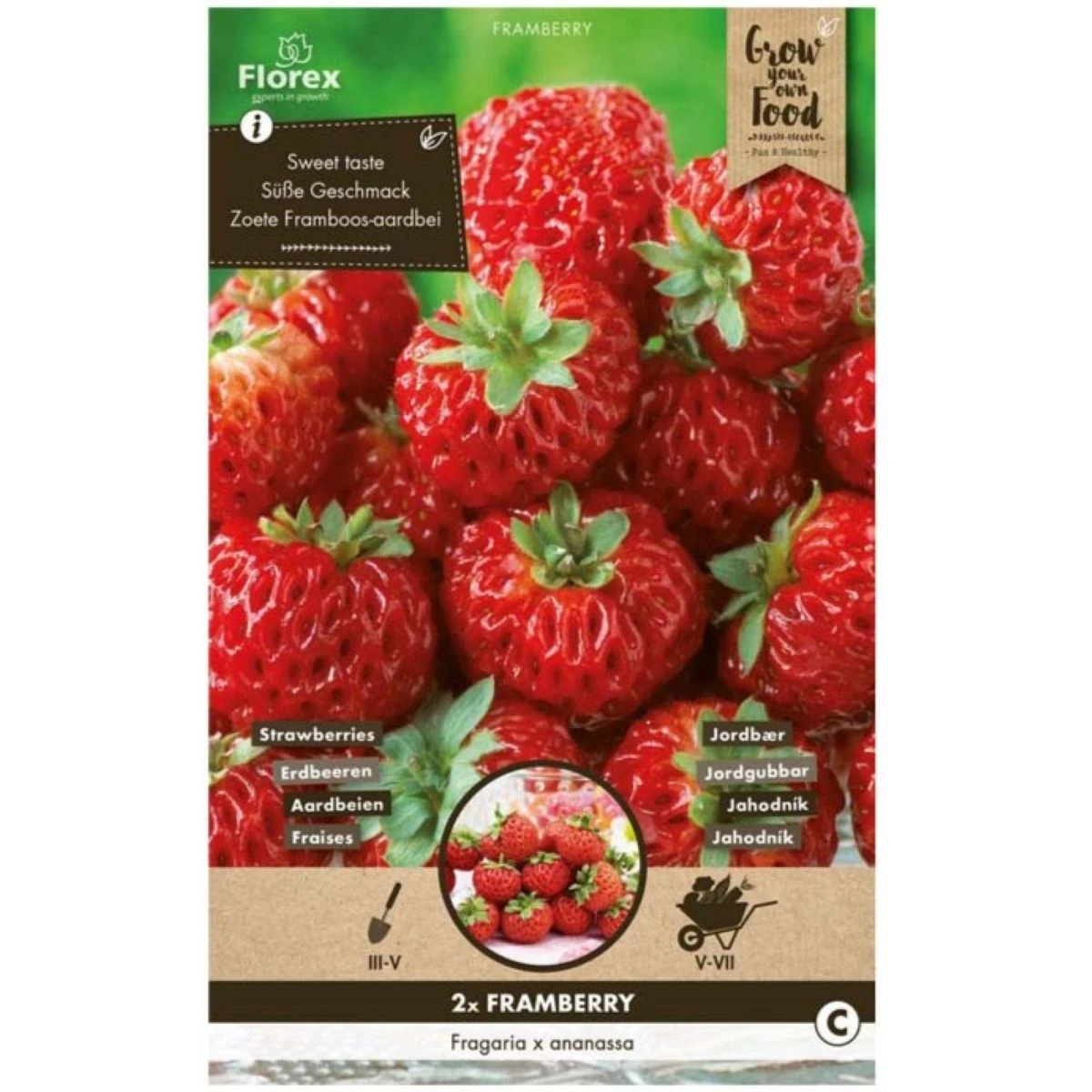 Jahodník Framberry - Fragaria - prostokořenné sazenice jahodníku - 2 ks