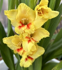 Gladiol Jester - Gladiolus - hlízy mečíku - 3 ks