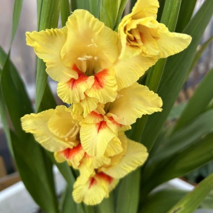 Gladiol Jester - Gladiolus - hlízy mečíku - 3 ks
