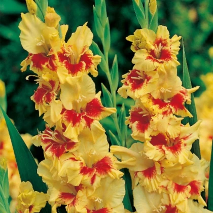 Gladiol Jester - Gladiolus - hlízy mečíku - 3 ks