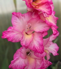 Gladiol Violet King - Gladiolus - hlízy mečíku - 3 ks