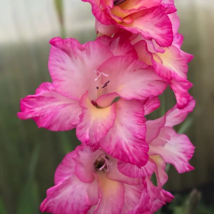 Gladiol Violet King - Gladiolus - hlízy mečíku - 3 ks