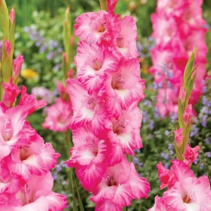 Gladiol Violet King - Gladiolus - hlízy mečíku - 3 ks