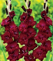 Gladiol At Night – Gladiolus – pěstování – hlízy mečíku