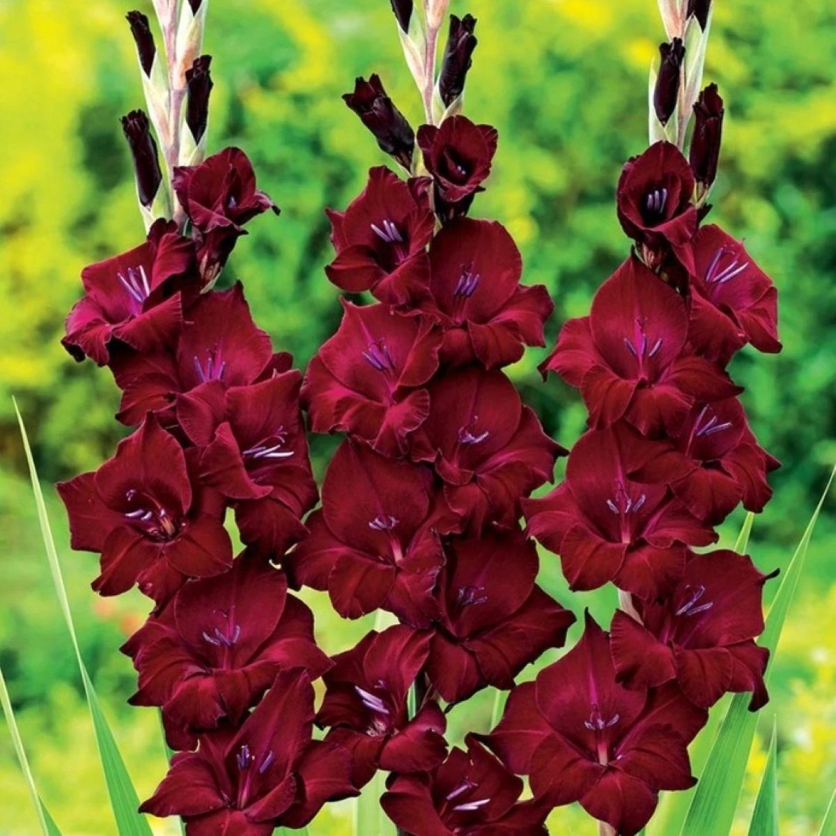 Gladiol At Night – Gladiolus – pěstování – hlízy mečíku
