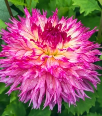 Jiřinka Nenekazi - Dahlia - hlízy jiřinky - 1 ks