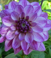 Jiřinka Seduction - Dahlia - hlízy jiřinky - 1 ks