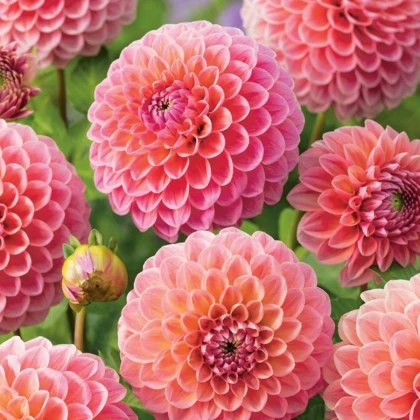 Jiřinka Nathalie - Dahlia - hlízy jiřinky - 1 ks