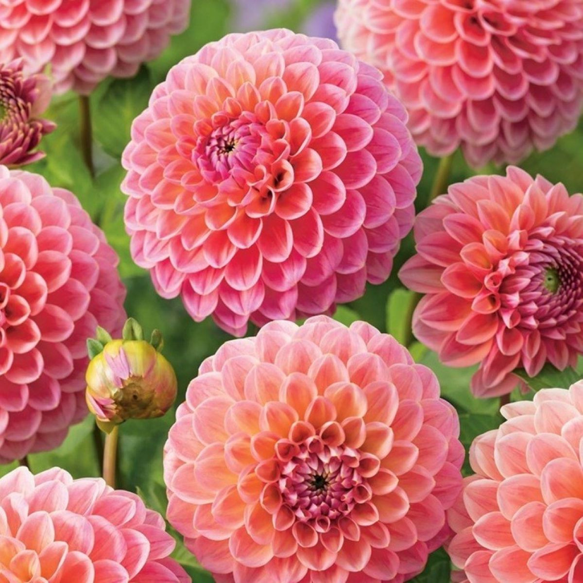 Jiřinka Nathalie - Dahlia - hlízy jiřinky - 1 ks