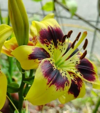Lilie Pieton - Lilium - cibule lilie - 1 ks
