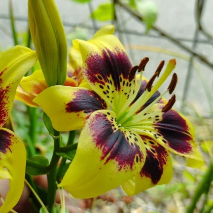 Lilie Pieton - Lilium - cibule lilie - 1 ks