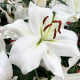 Lilie Casablanca - Lilium - cibule lilie - 1 ks