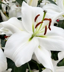Lilie Casablanca - Lilium - cibule lilie - 1 ks
