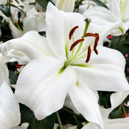 Lilie Casablanca - Lilium - cibule lilie - 1 ks