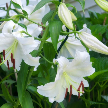 Lilie Casablanca - Lilium - cibule lilie - 1 ks