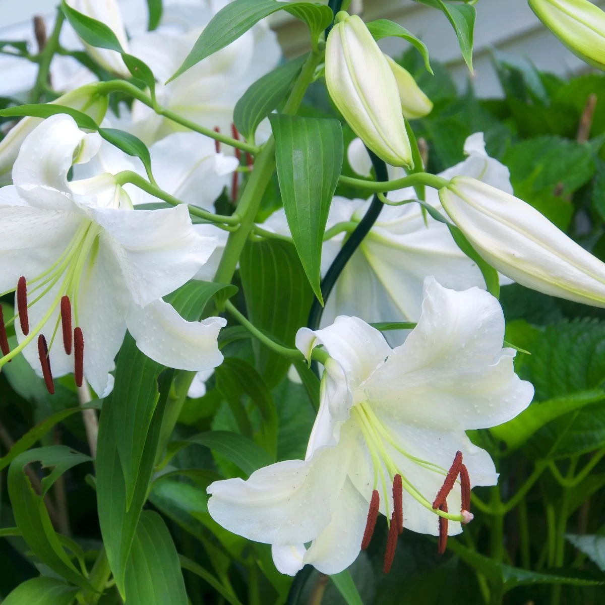 Lilie Casablanca - Lilium - cibule lilie - 1 ks