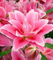 Lilie Lila Cloud - Lilium - cibule lilie - 1 ks