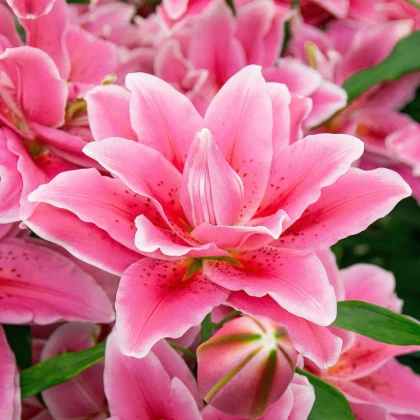 Lilie Lila Cloud - Lilium - cibule lilie - 1 ks