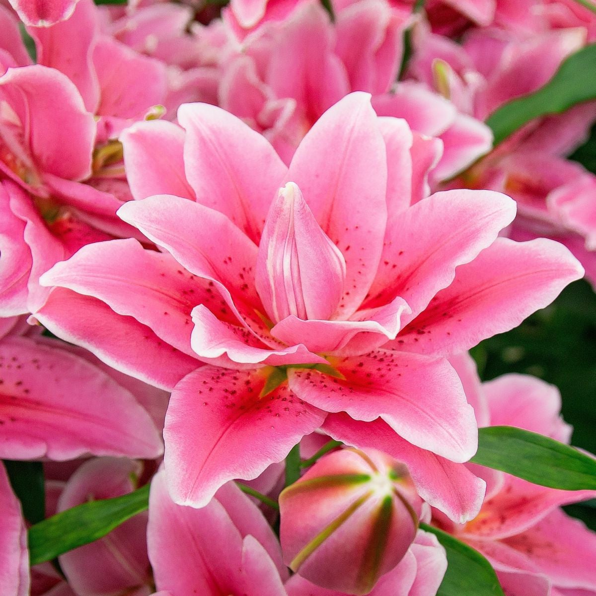 Lilie Lila Cloud - Lilium - cibule lilie - 1 ks