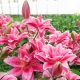 Lilie Lila Cloud - Lilium - cibule lilie - 1 ks
