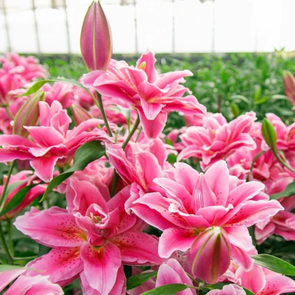 Lilie Lila Cloud - Lilium - cibule lilie - 1 ks