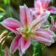 Lilie Sweet Rosy - Lilium - cibule lilie - 1 ks