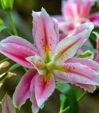 Lilie Sweet Rosy - Lilium - cibule lilie - 1 ks