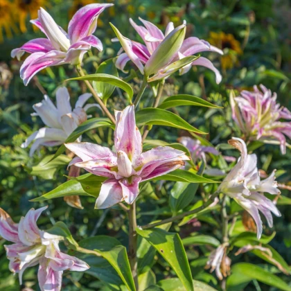 Lilie Sweet Rosy - Lilium - cibule lilie - 1 ks