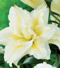 Lilie plnokvětá Roselily Sita - Lilium - cibule lilie - 1 ks