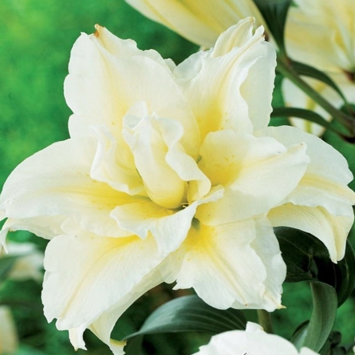 Lilie plnokvětá Roselily Sita - Lilium - cibule lilie - 1 ks