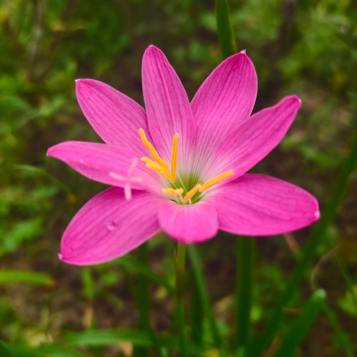 Dešťová lilie růžová - Zephyrantes - cibule lilie - 3 ks