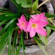 Dešťová lilie růžová - Zephyrantes - cibule lilie - 3 ks
