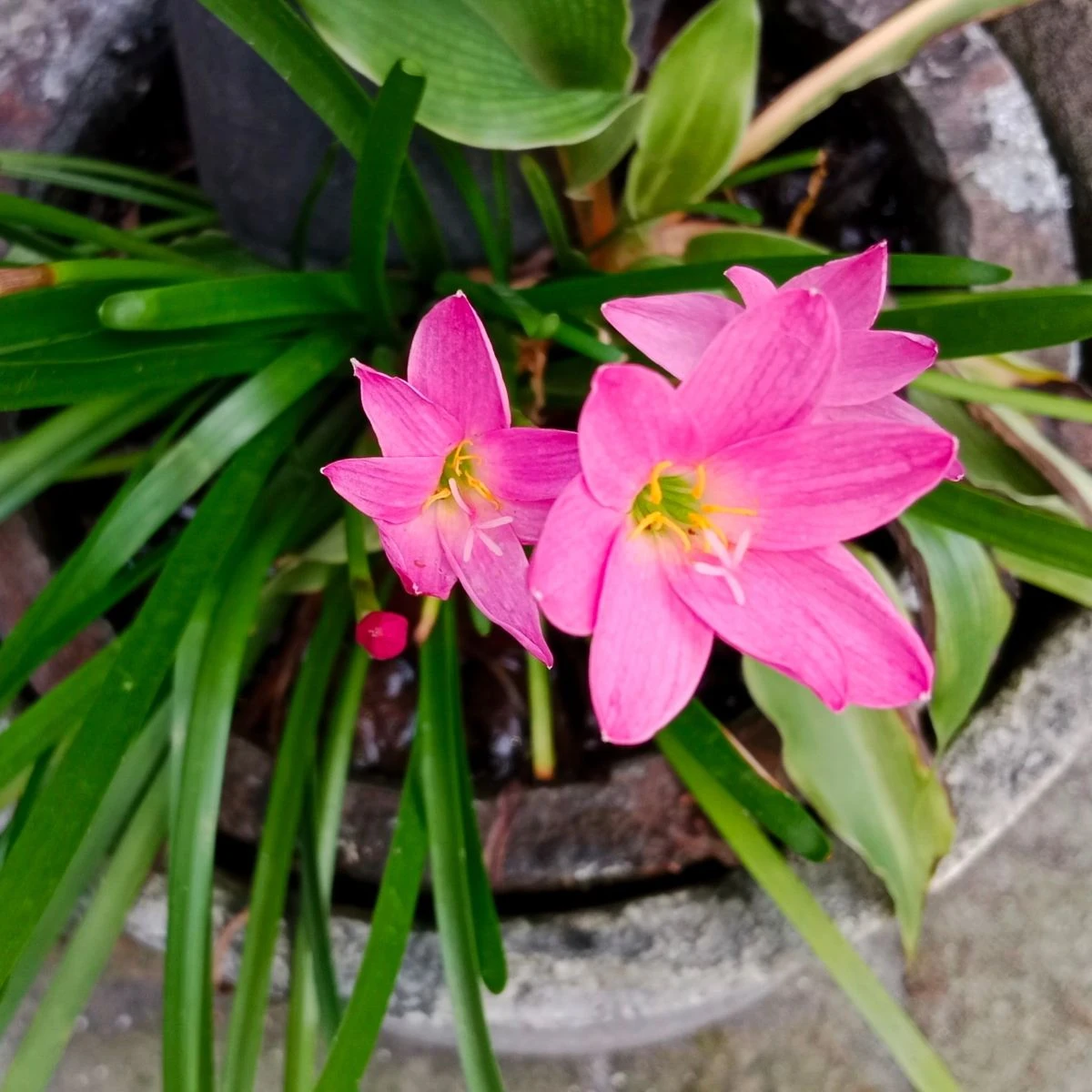 Dešťová lilie růžová - Zephyrantes - cibule lilie - 3 ks