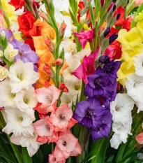 Směs gladiol - Gladiolus mix - cibule tulipánu - 15 ks