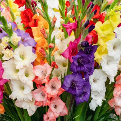 Směs gladiol - Gladiolus mix - cibule tulipánu - 15 ks