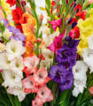 Směs gladiol - Gladiolus mix - cibule tulipánu - 15 ks