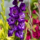 Směs gladiol - Gladiolus mix - cibule tulipánu - 15 ks