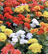 Směs begónií - Begonia mix - hlízy begonie - 10 ks