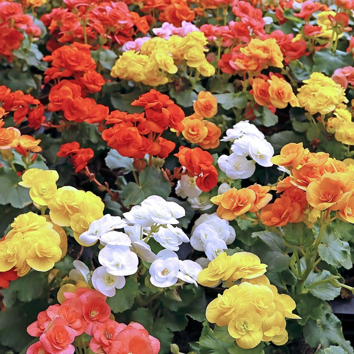 Směs begónií - Begonia mix - hlízy begonie - 10 ks