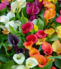 Směs kal - Zantedeschia mix - hlízy kaly - 5 ks