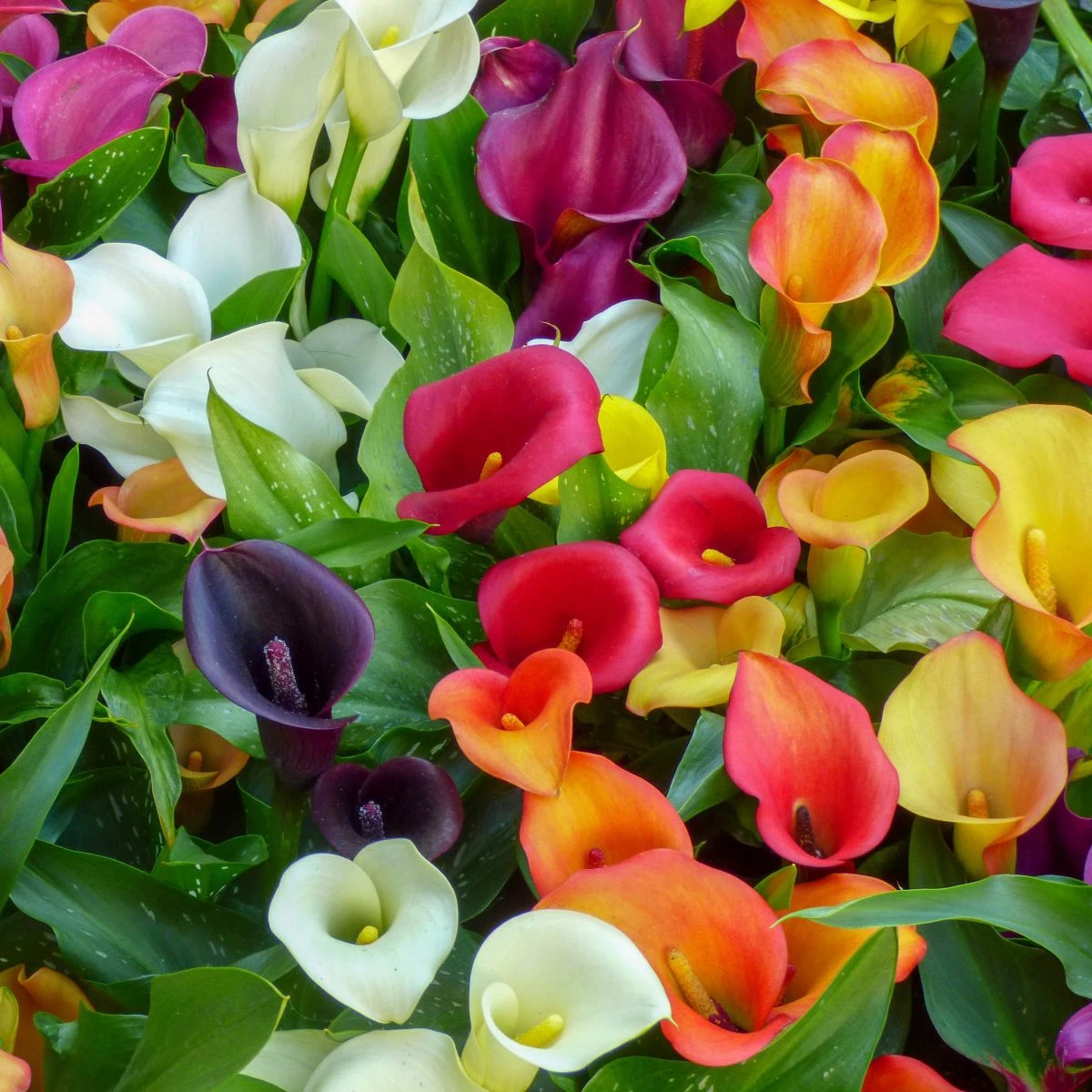 Směs kal - Zantedeschia mix - hlízy kaly - 5 ks