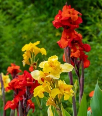 Směs dosen - Canna mix - hlízy dosny - 5 ks