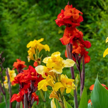 Směs dosen - Canna mix - hlízy dosny - 5 ks
