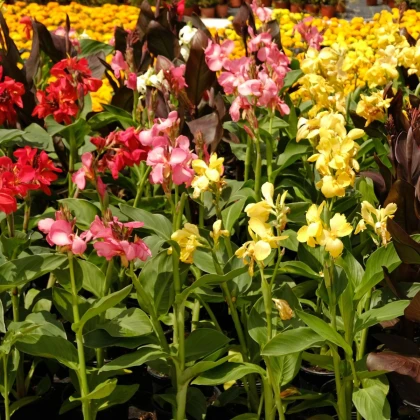 Směs dosen - Canna mix - hlízy dosny - 5 ks