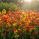 Směs montbrécií - Crocosmia mix - hlízy montbrécie - 20 ks
