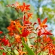 Směs montbrécií - Crocosmia mix - hlízy montbrécie - 20 ks