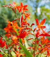 Směs montbrécií - Crocosmia mix - hlízy montbrécie - 20 ks