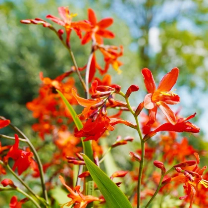 Směs montbrécií - Crocosmia mix - hlízy montbrécie - 20 ks