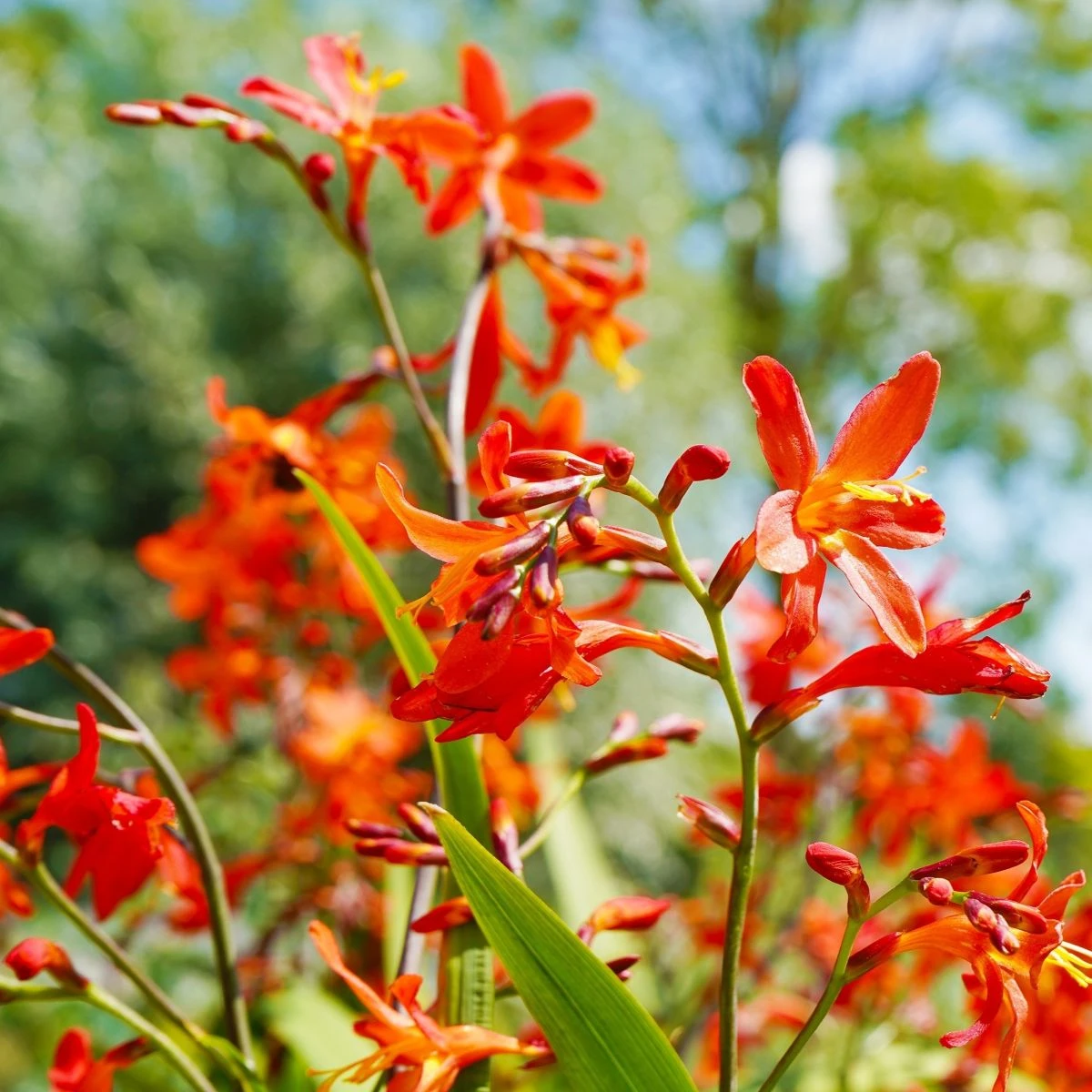 Směs montbrécií - Crocosmia mix - hlízy montbrécie - 20 ks