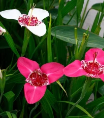 Směs tygřic - Tigridia mix - hlízy tygřice - 9 ks